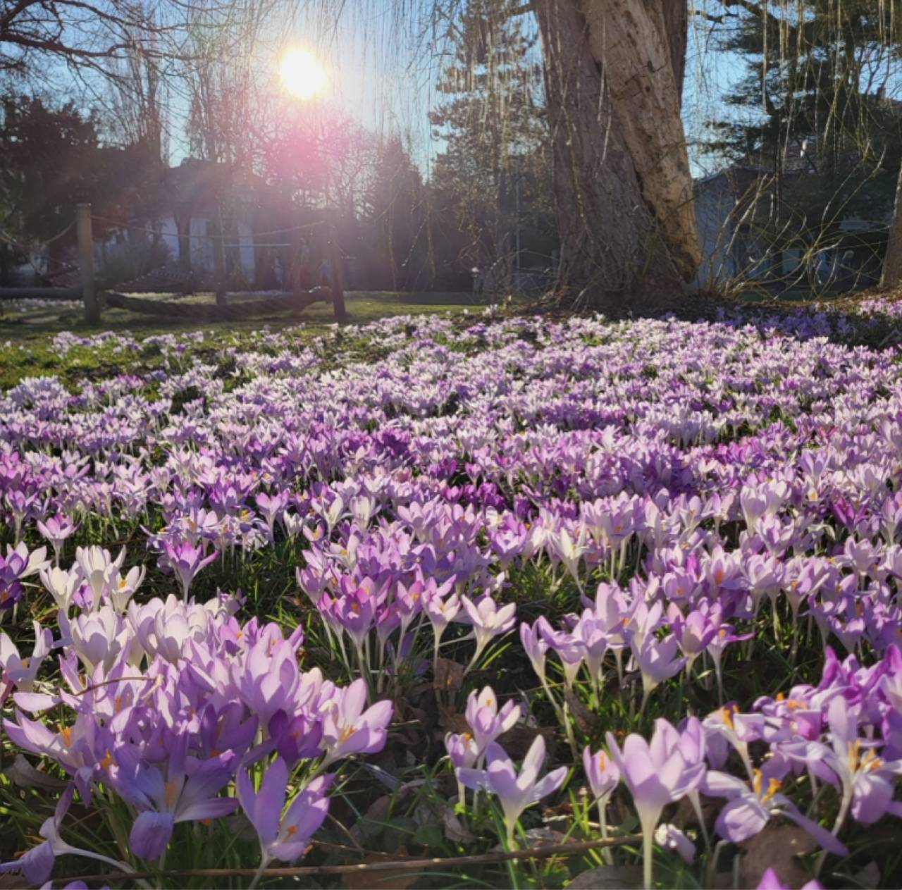 m_20260305_162922 | Kath. Pfarrei Selige M&auml;rtyrer vom M&uuml;nchner Platz - Vorworte - Licht w&auml;chst -