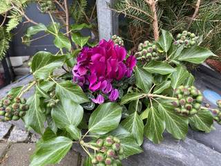 s_img_7636 | Kath. Pfarrei Selige M&auml;rtyrer vom M&uuml;nchner Platz - Adventskalender - 20. Dezember 2025