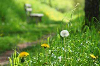 s_path-7979584_by_ralf1403_pixabay_pbs | Kath. Pfarrei Selige M&auml;rtyrer vom M&uuml;nchner Platz - Startseite