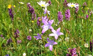 s_wiese | Kath. Pfarrei Selige M&auml;rtyrer vom M&uuml;nchner Platz - Aktuelles St. Paulus - &Ouml;kumenischer Begegnungstag am 02. Juni 2026