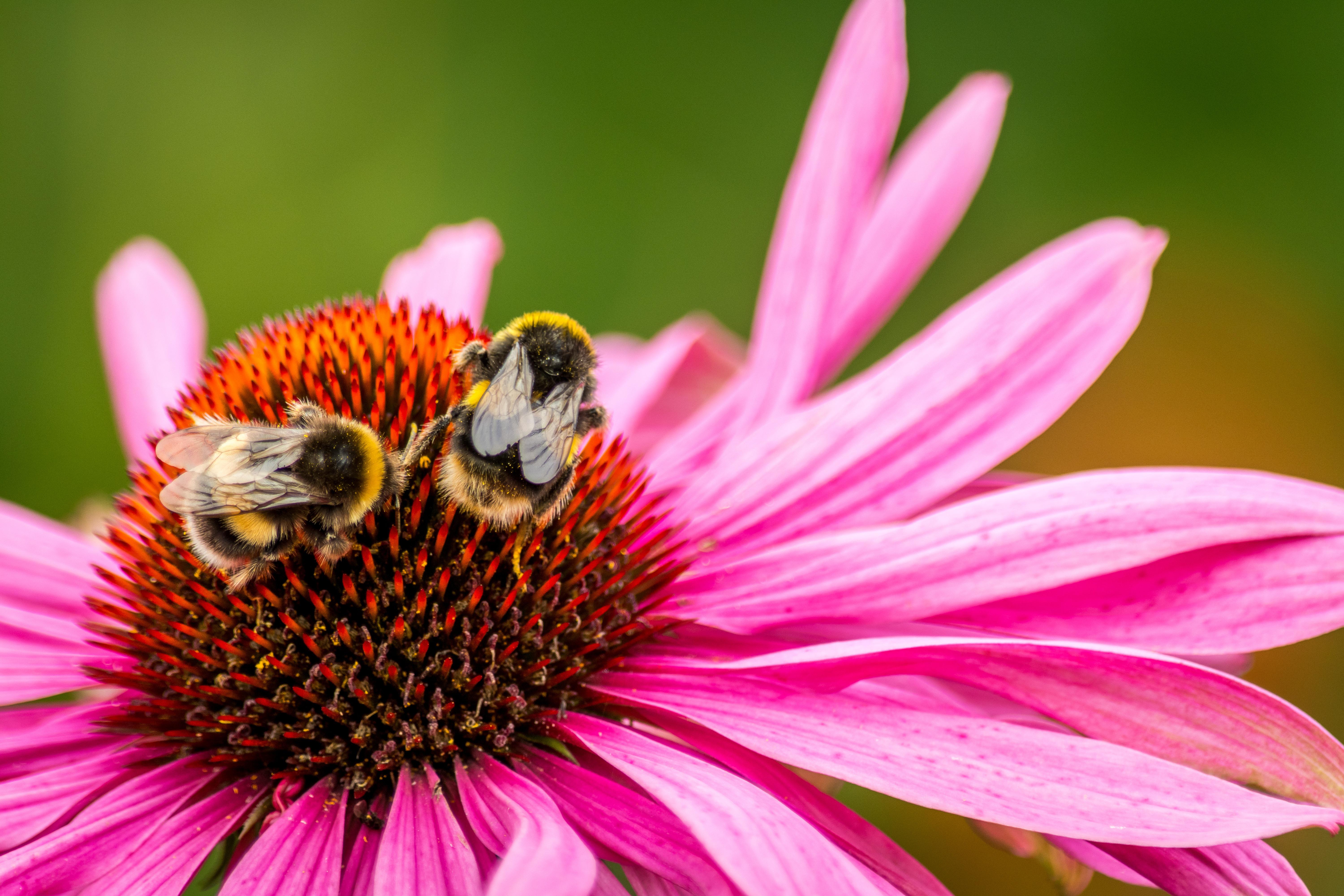 bee-2735638 | Kath. Pfarrei Selige Märtyrer vom Münchner Platz - Aktuelles