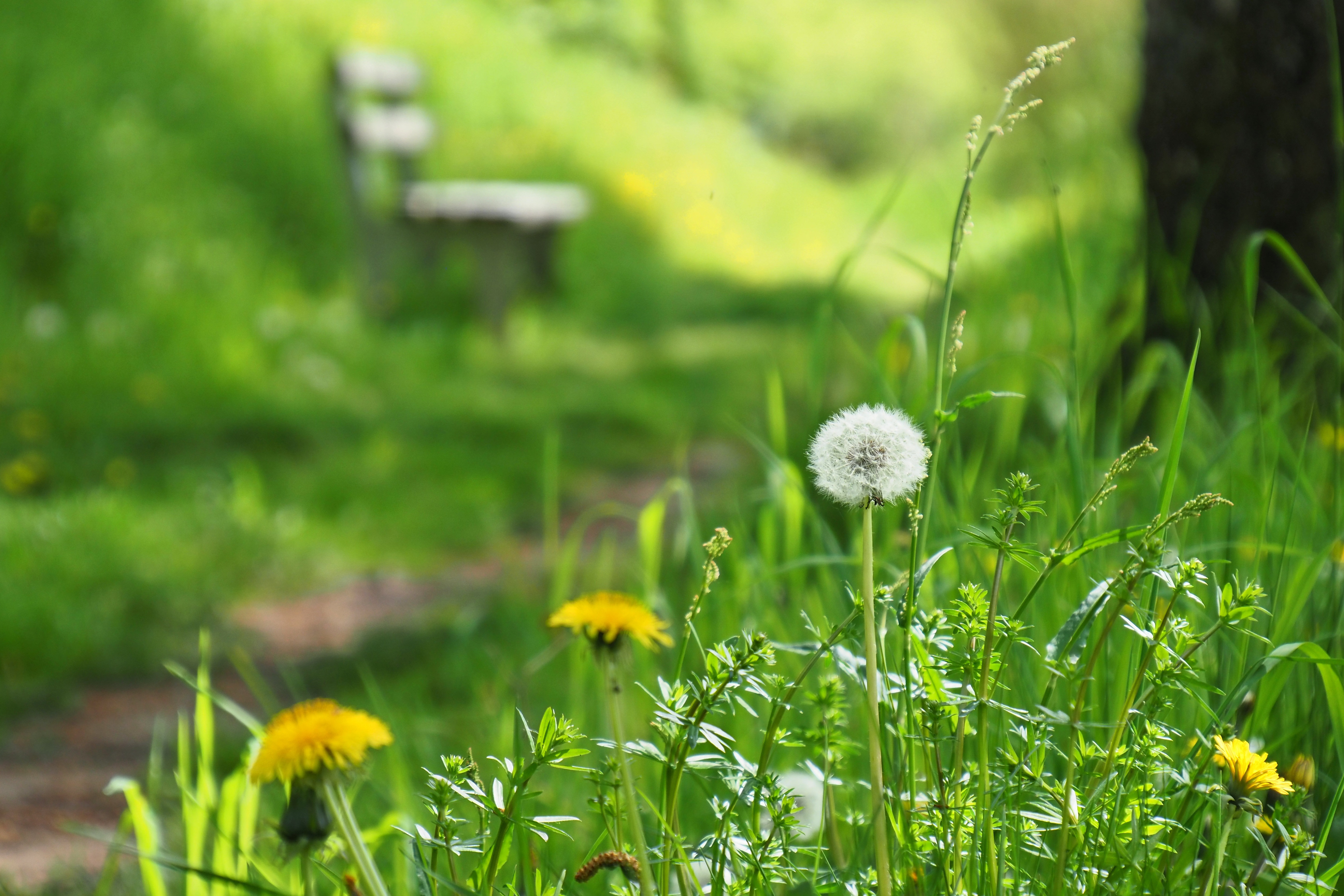 path-7979584_by_ralf1403_pixabay_pbs | Kath. Pfarrei Selige M&auml;rtyrer vom M&uuml;nchner Platz - Aktuelles